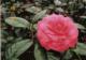 Flower Gardening
